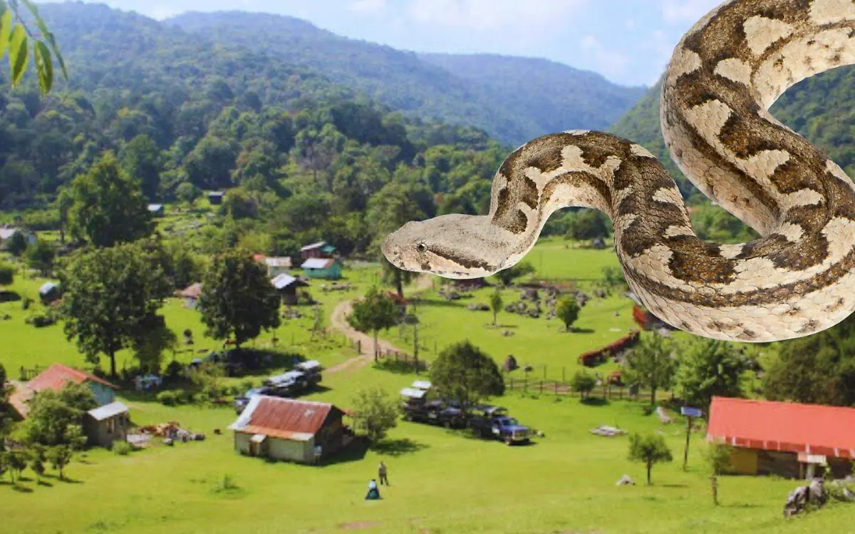 Este tipo de serpiente es peligrosa y se camufla fácilmente entre las hojas secas del suelo.